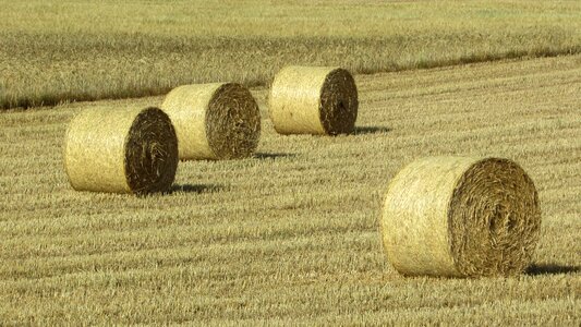Agriculture field hay