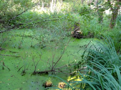 Lucey (Meurthe-et-M.) Les roises (04)
