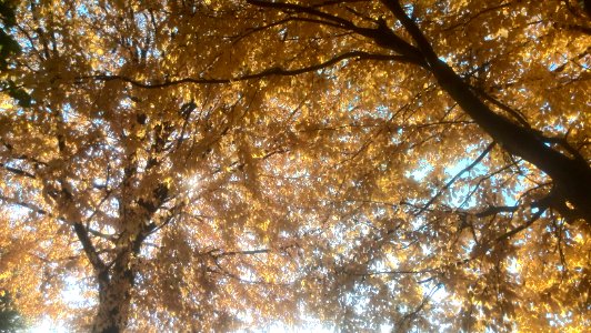 Lto-goldener-oktober-wiesental-04