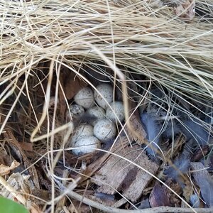 Nest eggs egg photo
