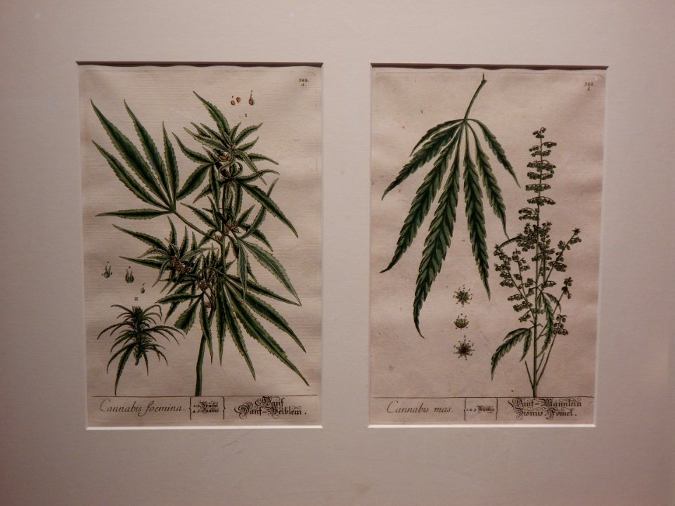 Lto-hmhm-hanf-illustration