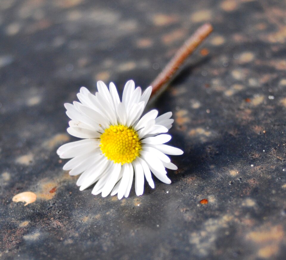 Daisy nature perspective