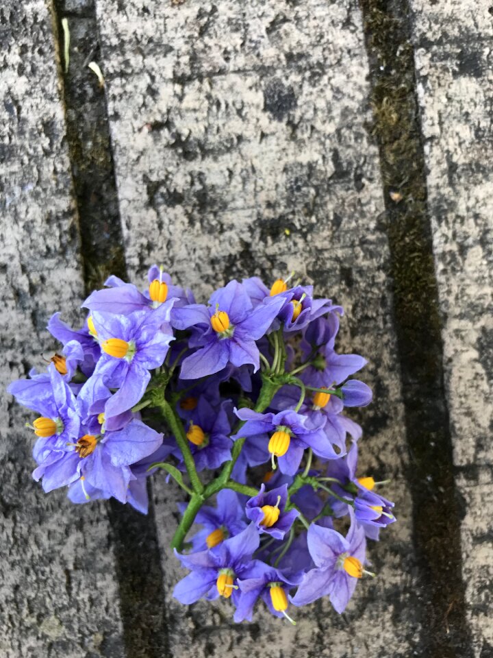 Timber flowers nature