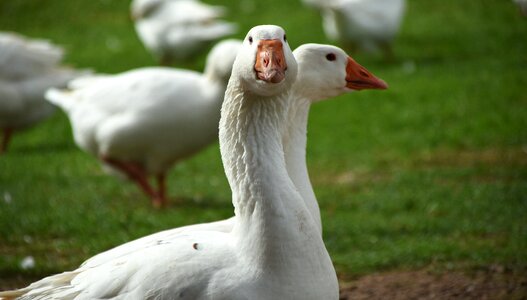 Poultry goose meadow domestic goose