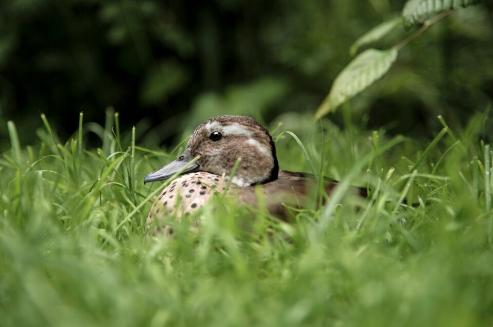 Nature animals bird