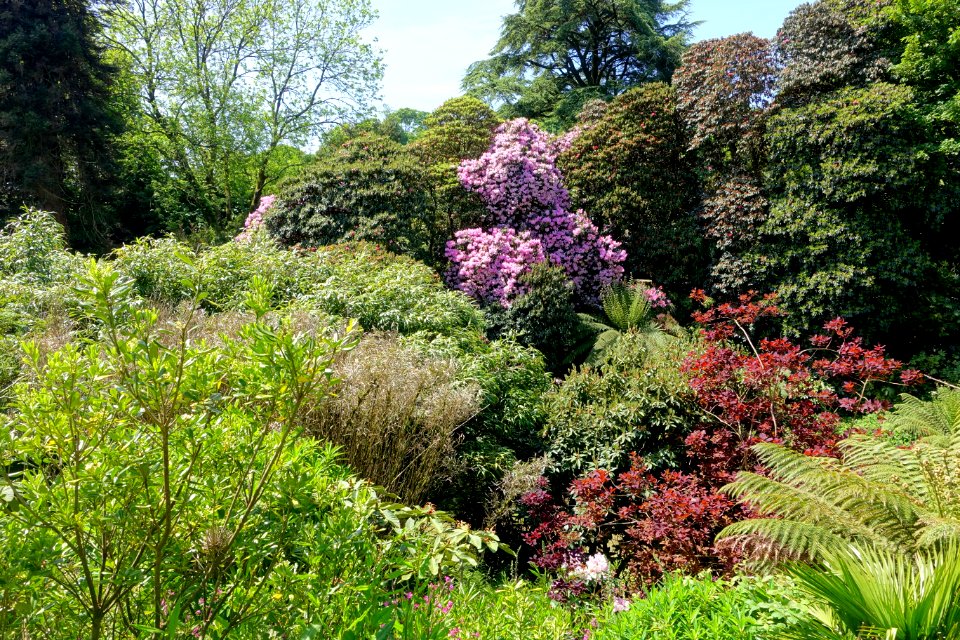 Lost Gardens of Heligan - Cornwall, England - DSC02746