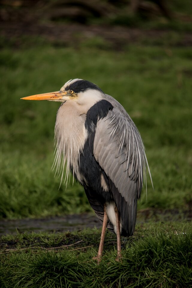 Magnificent plumage meadow nature