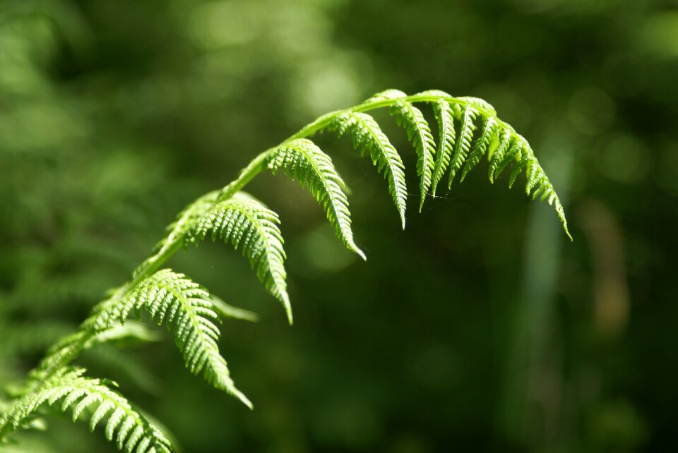 Plant nature leaf
