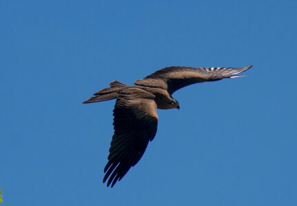 Raptor bird bird of prey