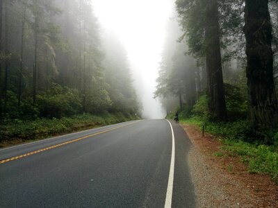 Foggy foliage forest