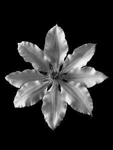 Black and white plant petal