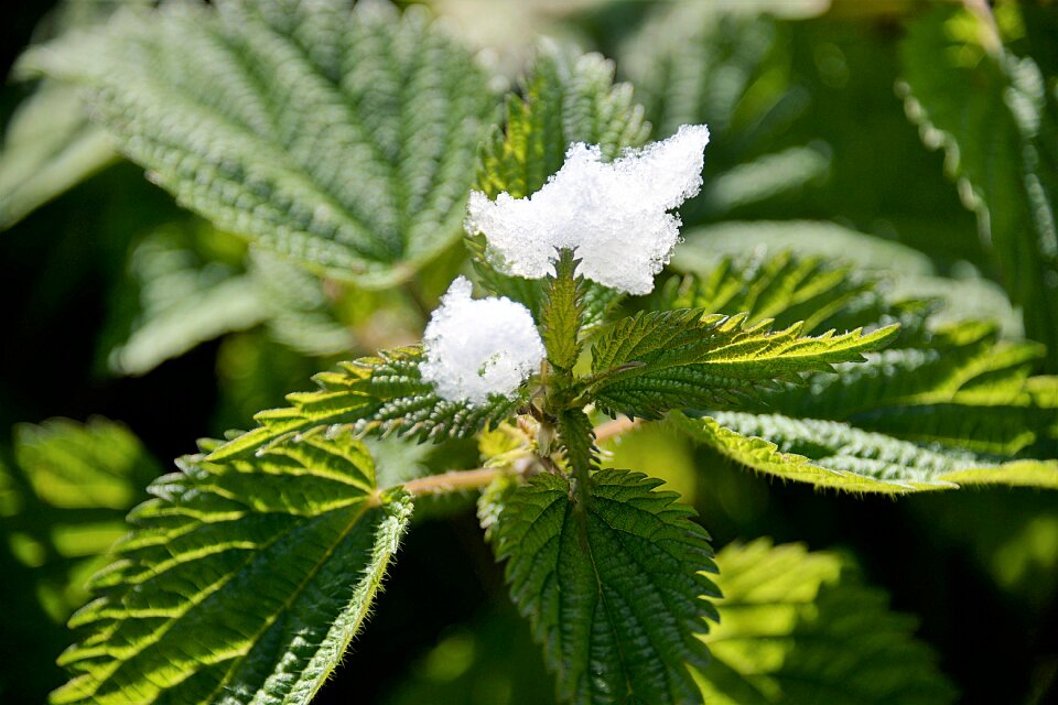 Green nature plant
