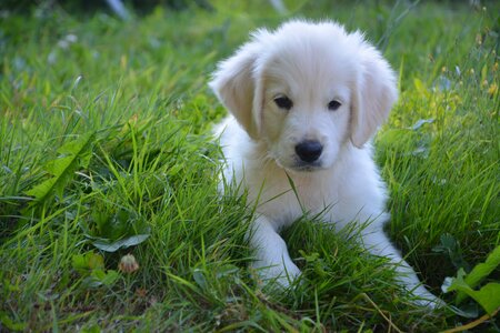 Puppy white cute