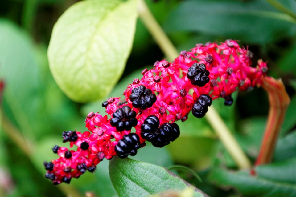 Discover walk flowers