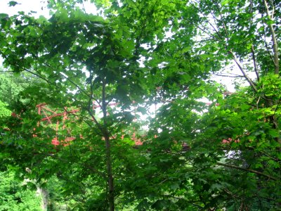 Lover's Leap Bridge 043
