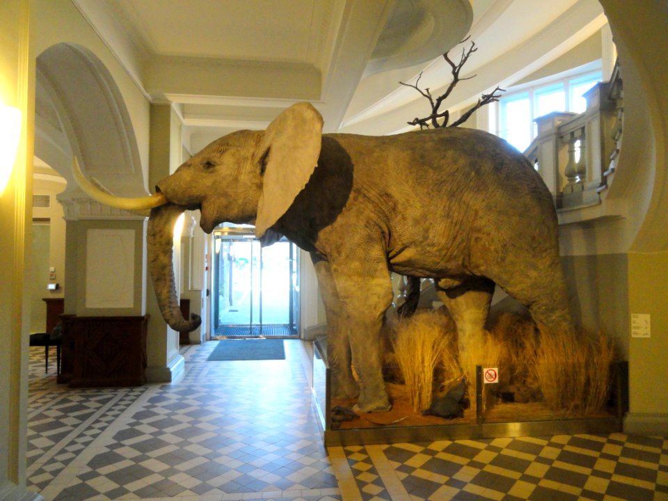 Loxodonta africana - Finnish Museum of Natural History - DSC04498
