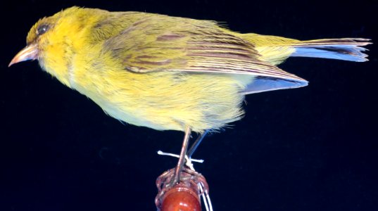 Loxops caeruleirostris (Wilson), Bishop Museum, Honolulu