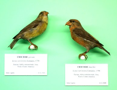 Loxia curvirostra (young) and Loxia curvirostra (male) - Museo Civico di Storia Naturale Giacomo Doria - Genoa, Italy - DSC03081