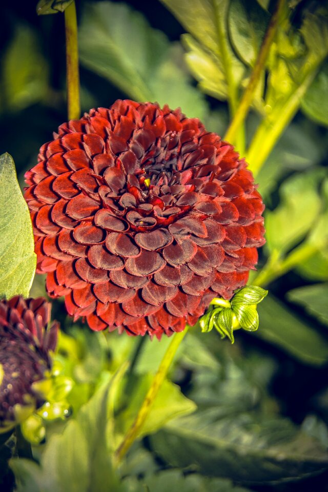 Asteraceae autumn composites