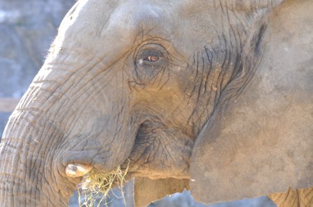 Loxodonta africana in Tobu Zoo Park 001