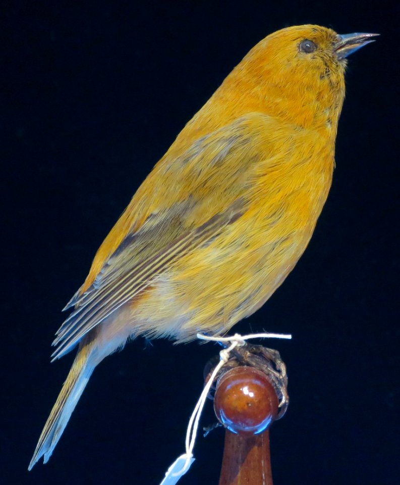Loxops ochracea Roths, male (Maui 'akepa), Bishop Museum, Honolulu