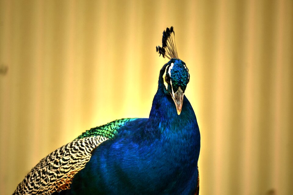 Colourful bird nature
