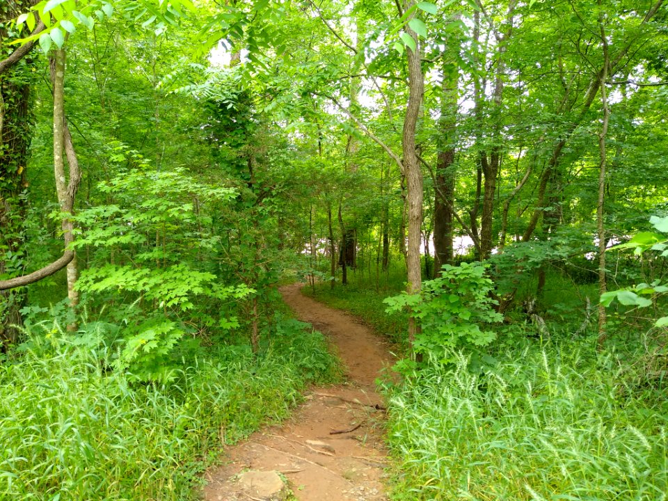 Lower Haw River Trail 1