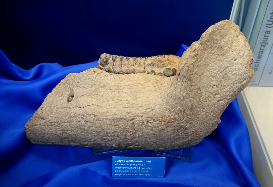 Lower jaw fragment, probably Mammuthus primigenius - Naturhistorisches Museum Nürnberg - Nuremberg, Germany - DSC04154