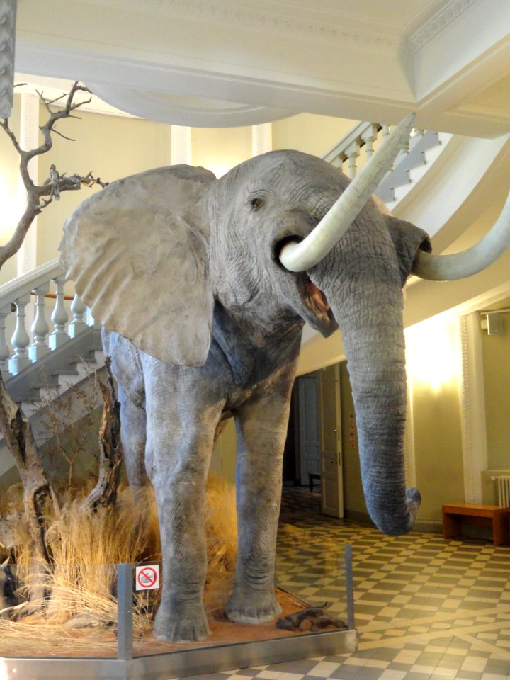Loxodonta africana - Finnish Museum of Natural History - DSC04497