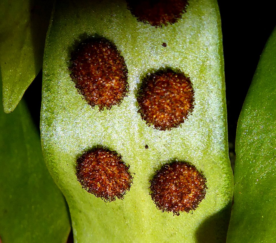 Loxogramme dictyopteris2 by Peter de Lange