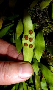 Loxogramme dictyopteris1 by Peter de Lange