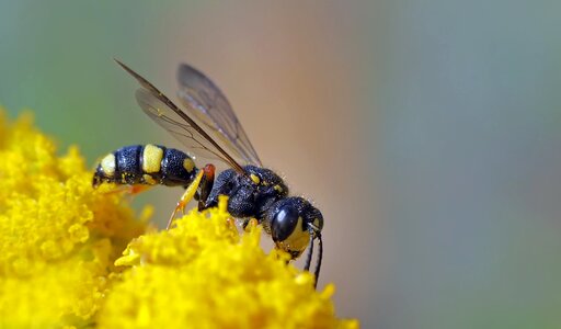 Tomb wasp insect cerceris