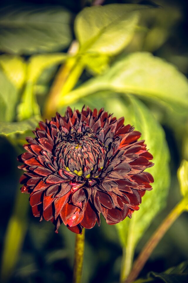 Asteraceae autumn composites