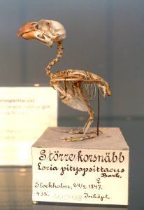 Loxia pytyopsittacus - Swedish Museum of Natural History - Stockholm, Sweden - DSC00673 photo