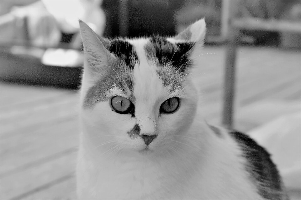 Domestic cat pet cat's eyes