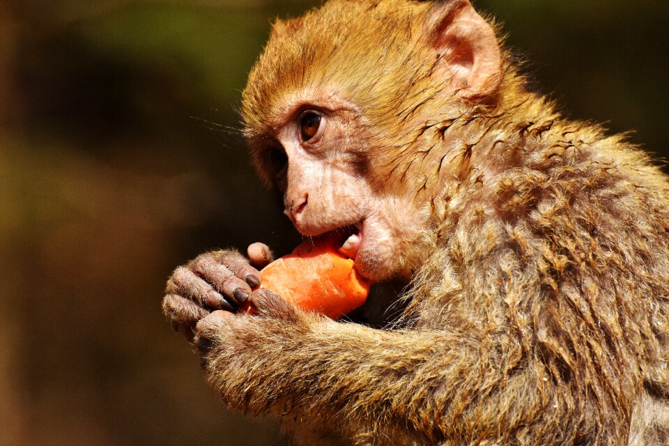 Cute endangered species monkey mountain salem
