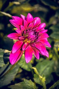 Asteraceae autumn composites