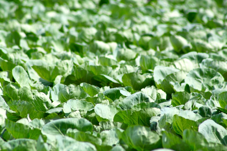 Agriculture harvest plant