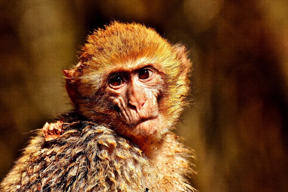 Monkey mountain salem animal endangered species
