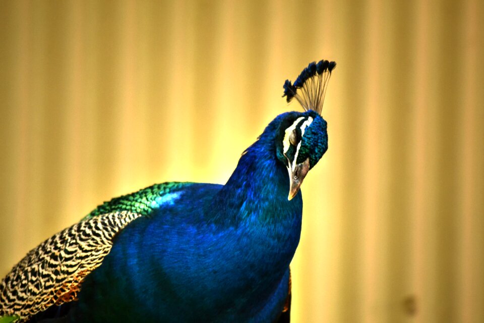 Colourful bird nature