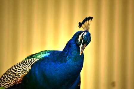 Colourful bird nature