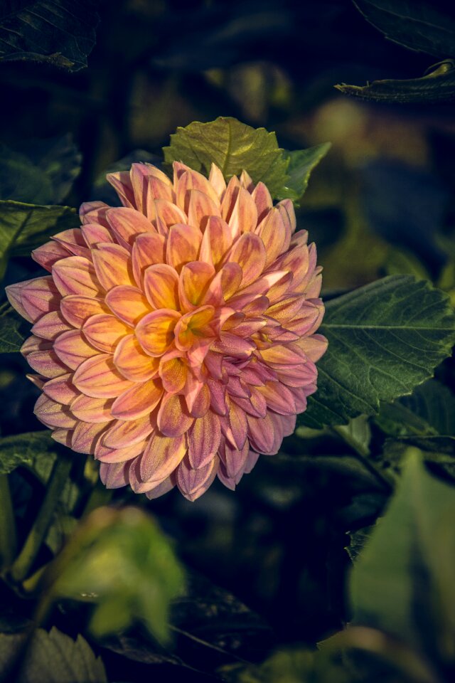 Asteraceae autumn composites
