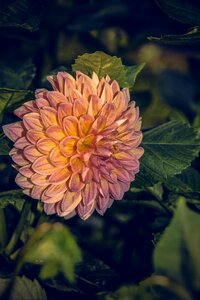Asteraceae autumn composites