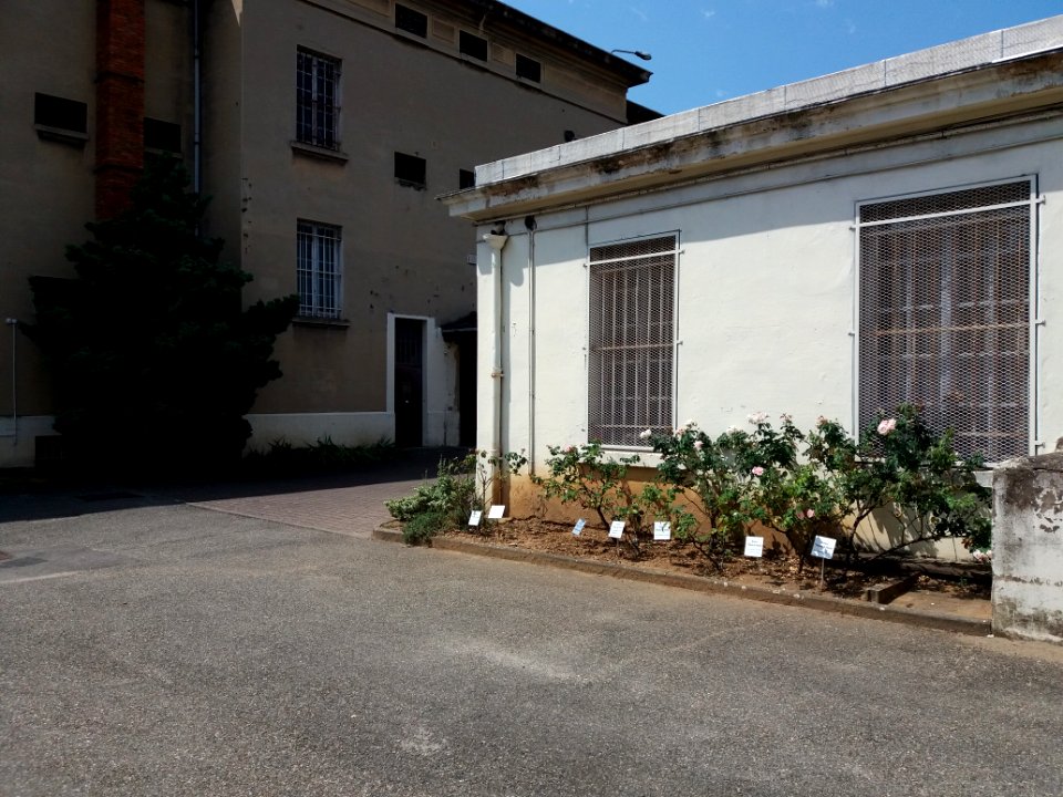 Lyon 3e - Prison Montluc - Rosiers Mémoire de Montluc (2)