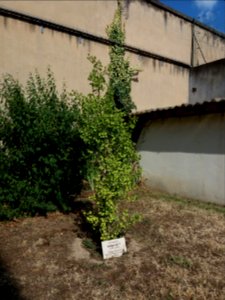 Lyon 3e - Prison Montluc - Arbre en mémoire de Philippe Rivé