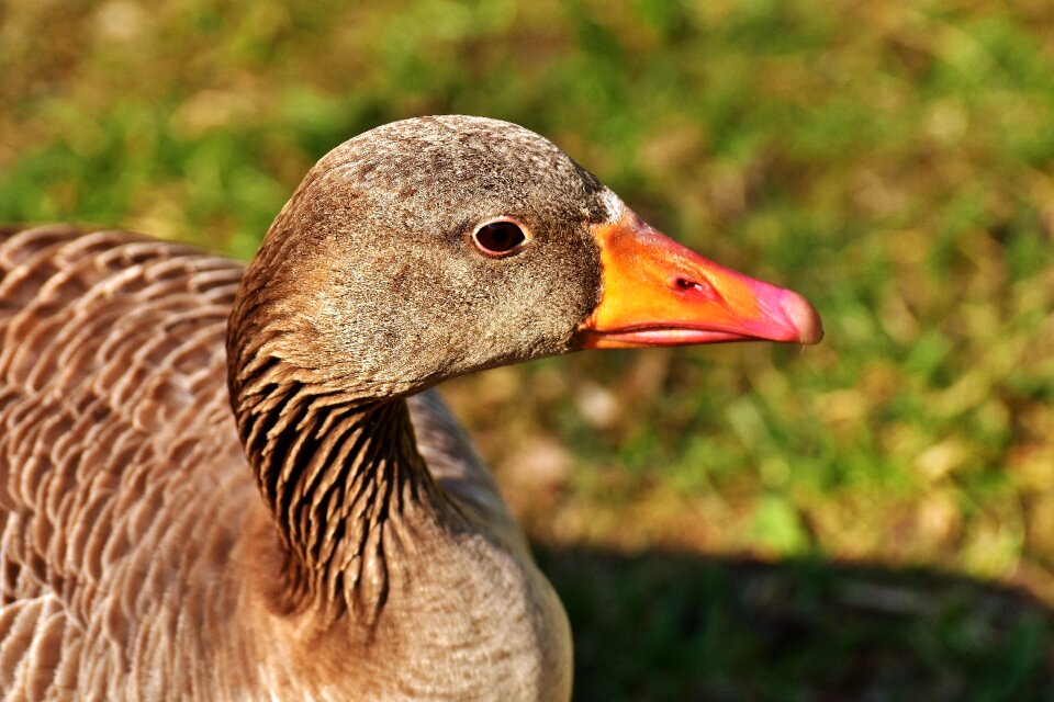 Greylag goose animal feather