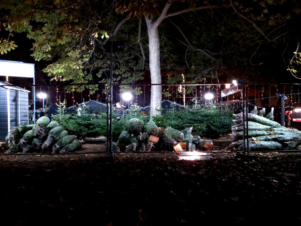 Lyon 2e - Place Carnot - Marché de Noël 2019, sapins de Noël