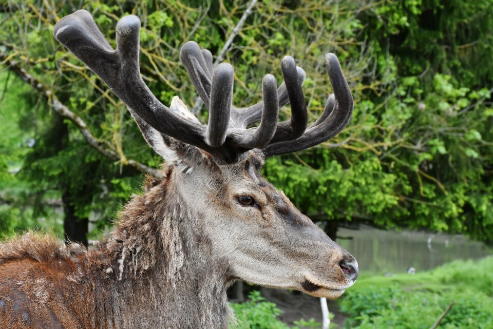 Red deer animal forest