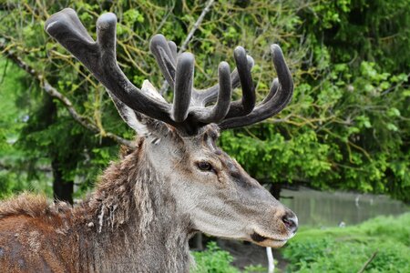 Red deer animal forest