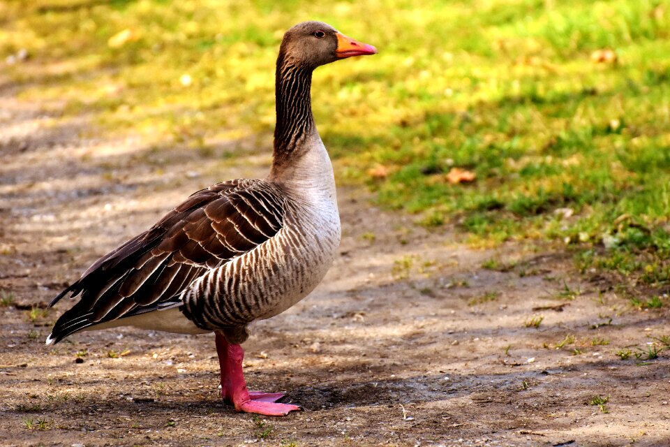 Greylag goose animal feather